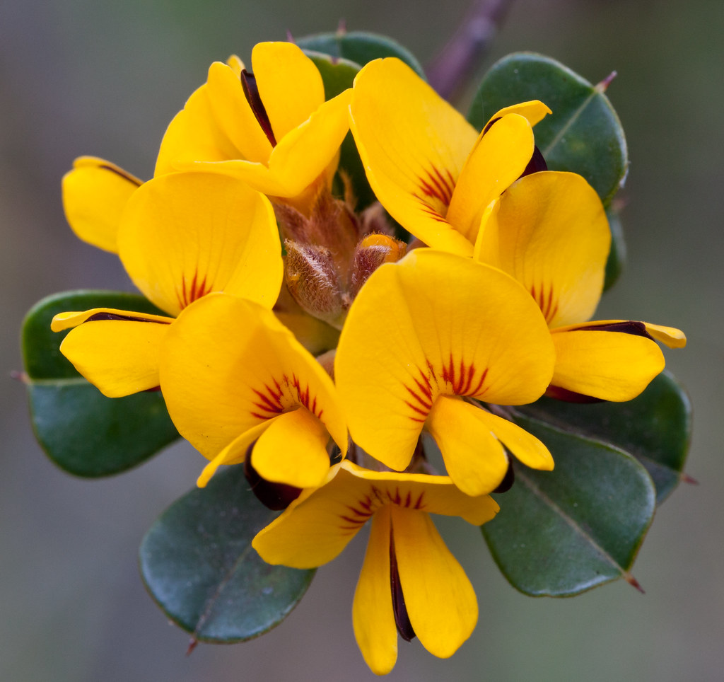 Pultenaea daphnoides Largeleaf Bushpea Bill Higham Flickr