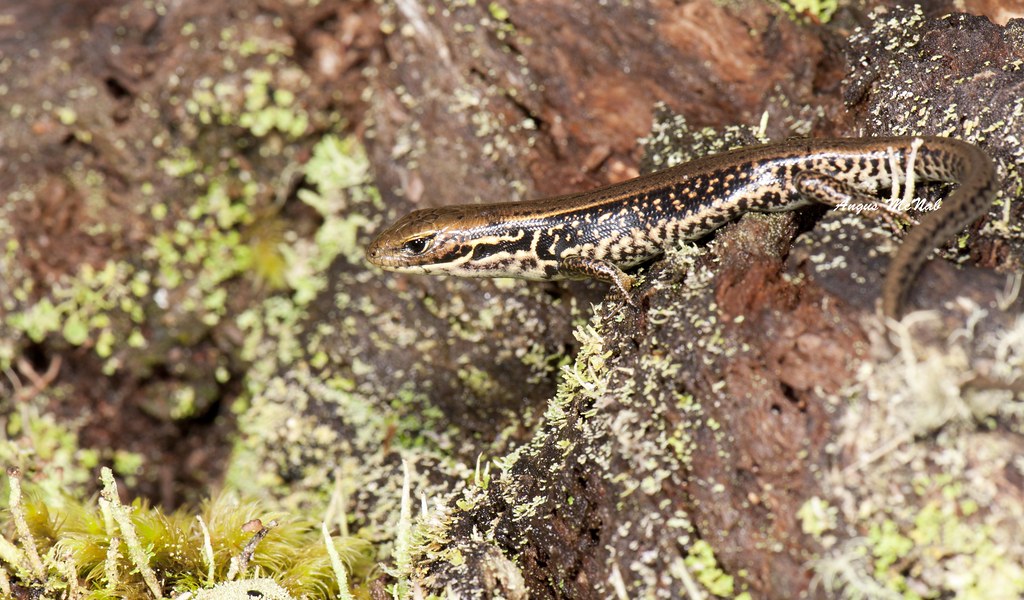 Alpine Water Skink (Eulamprus kosciuskoi) Alpine Water