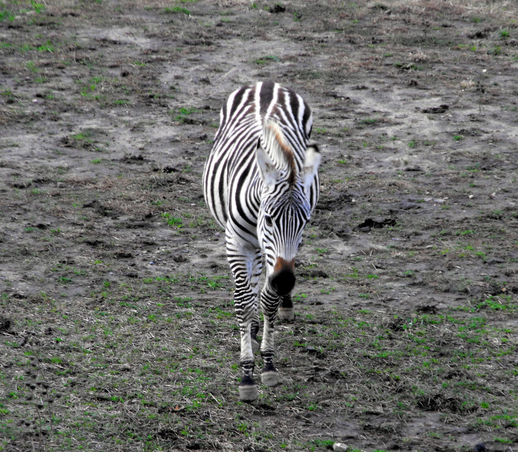 Zebra Approaching The Train. Mark Flickr