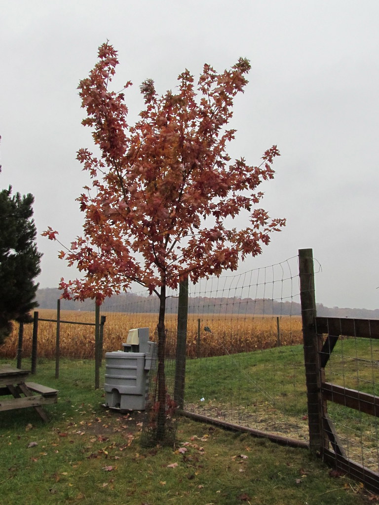 Maple tree at Whispering Orchards Flickr