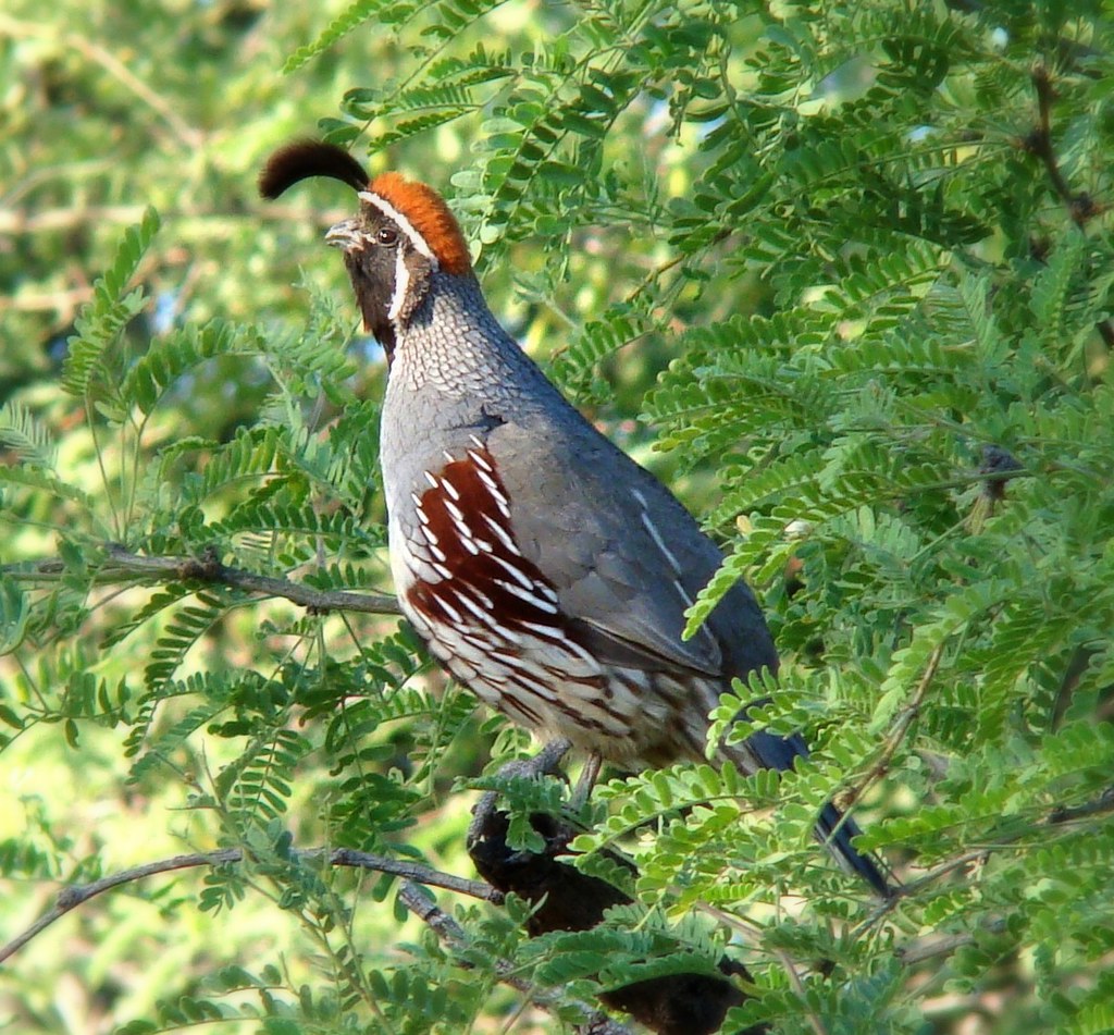 Lookout Gambel's quail, male, crying "qua..ale," Tucson ne… Flickr
