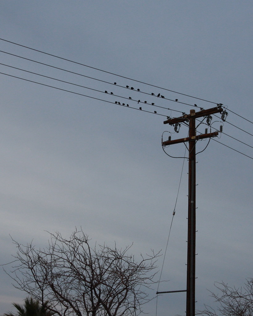 Birds on Wires Birds on telephone wires. Ryan Flickr