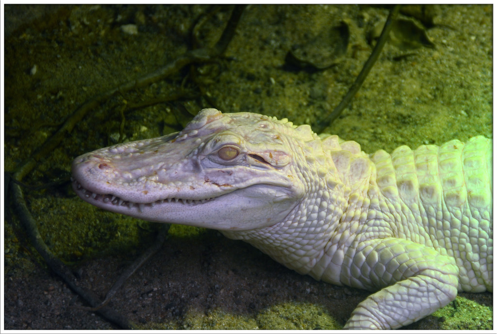 Crocodile blanc (zoo de Beauval) gillyan9 Flickr