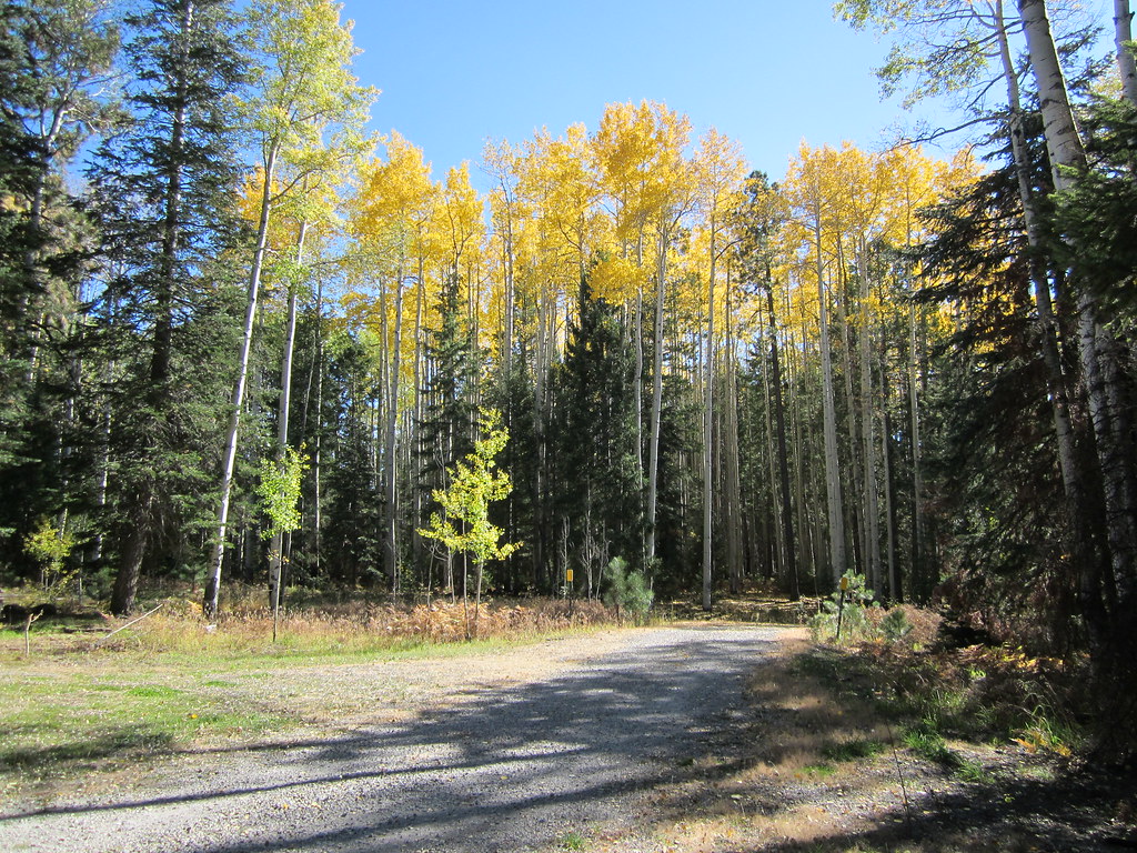Apache National Forest, Arizona Forest Road 29A at the t… Flickr