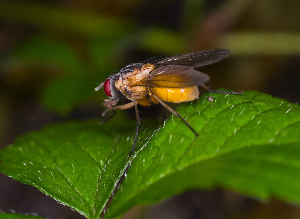 orange fly made with a nikon d3100; an orange fly sitting … Flickr