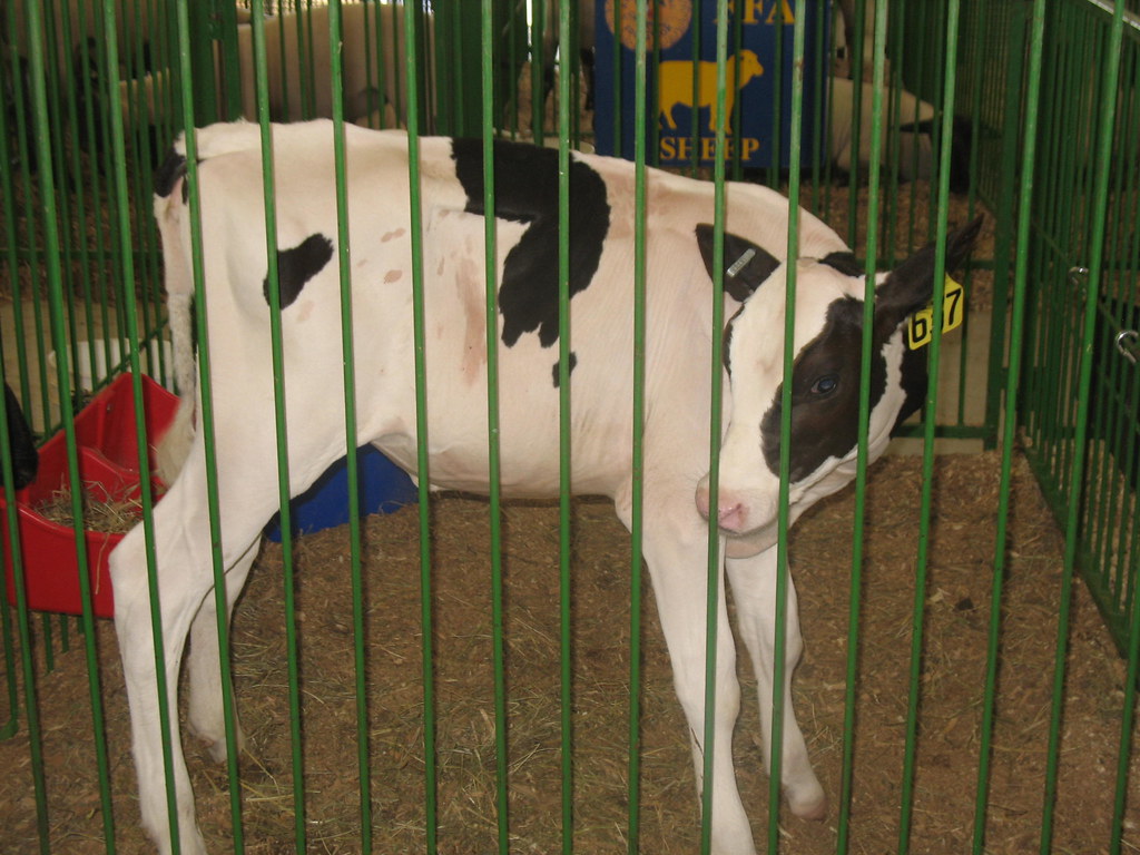 IA Baby Cow Calf (Taken by Grandma) Inventorchris Flickr