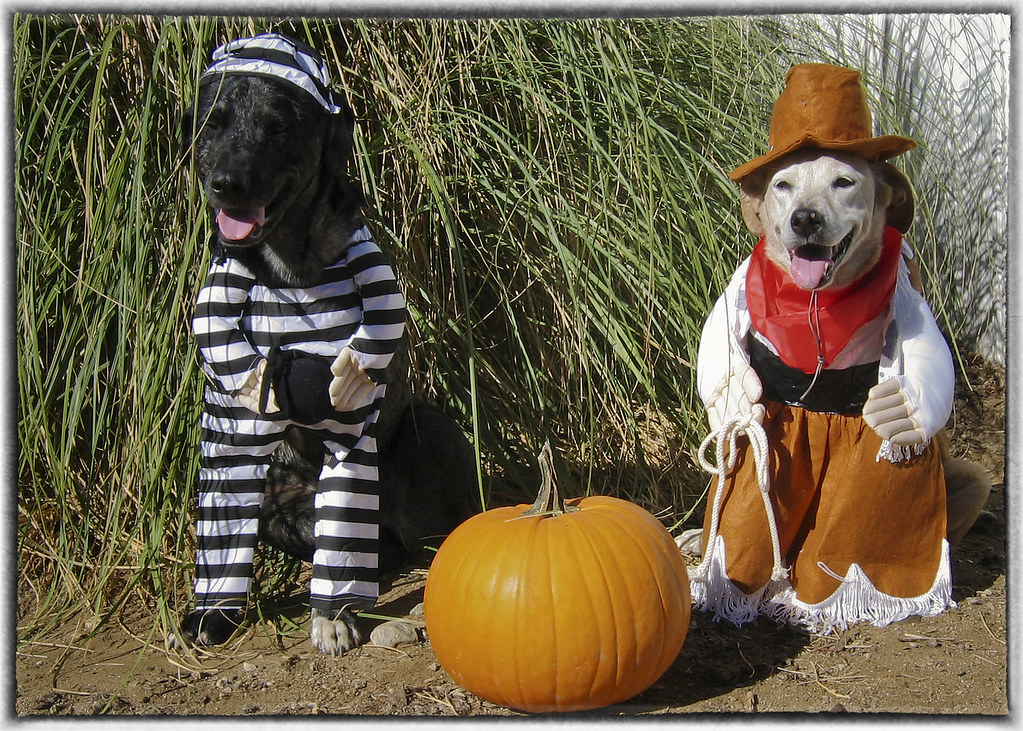 two dogs in halloween costumes funny Terms of Use Please … Flickr