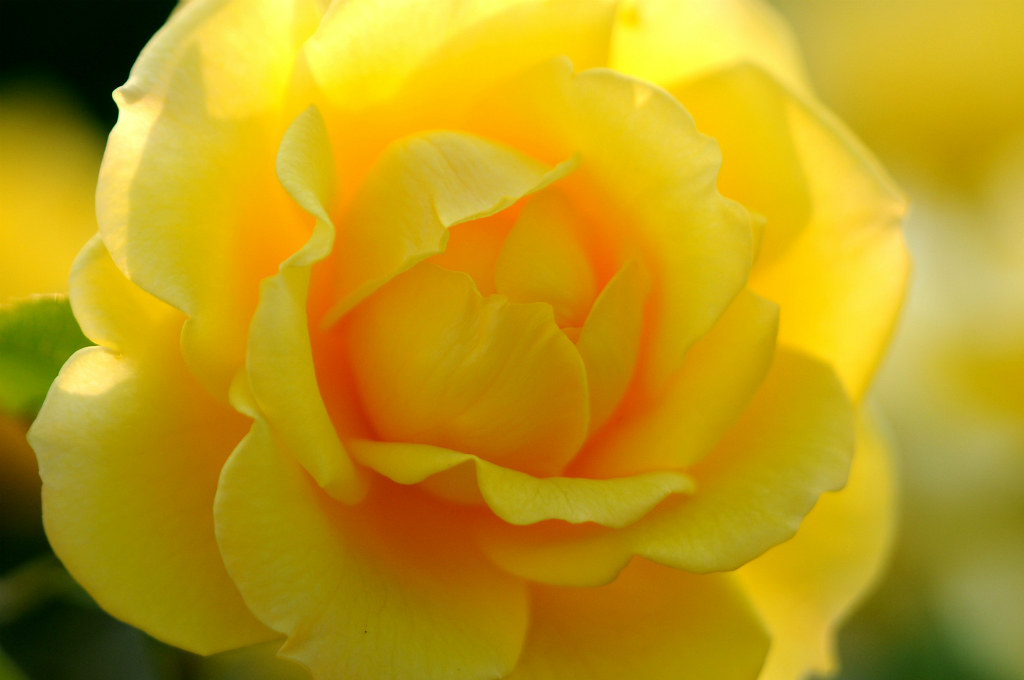 Rose 'Gold Bunny' raised in France naruo0720 Flickr
