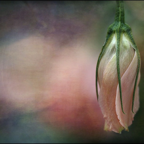 الزهره تتنفس … breathing flower love instagood tweegram… Flickr