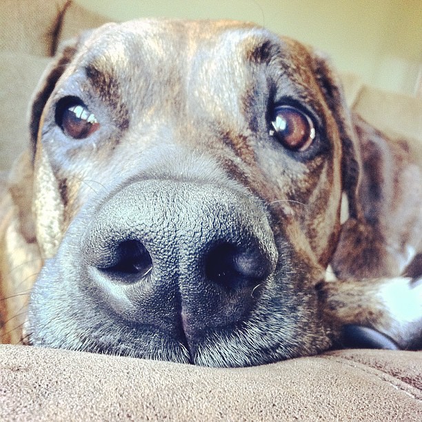 Happy Birthday to the best dog in the whole world. Ziggy. … Flickr