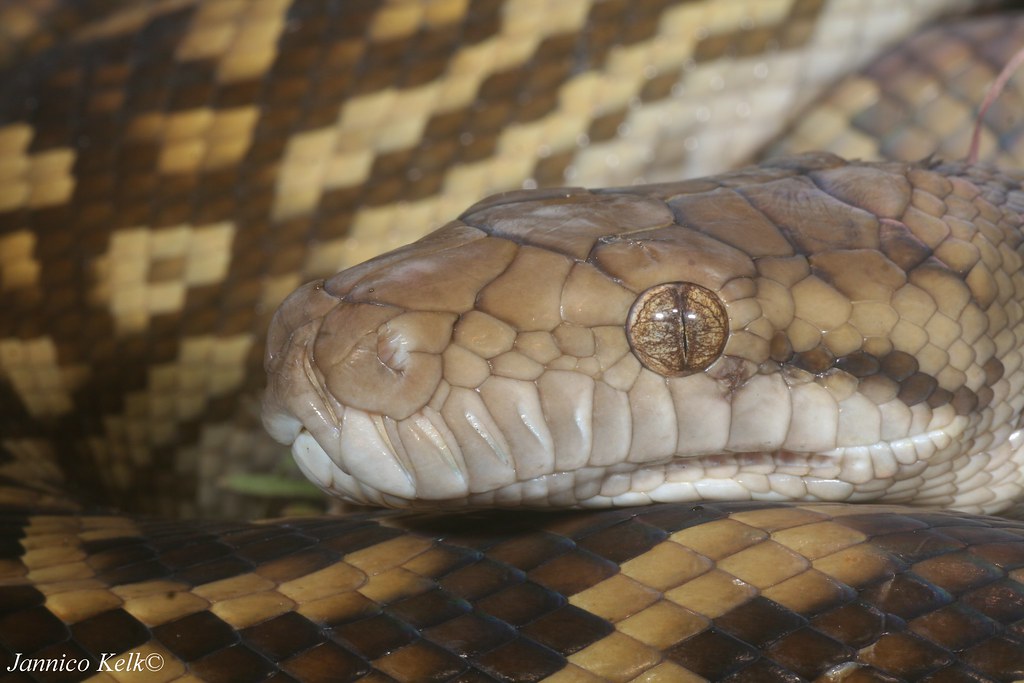 Morelia kinghorni Jannico Kelk Flickr