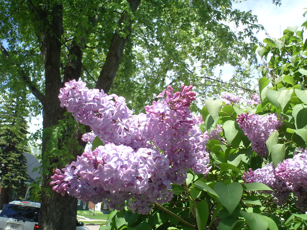 Lilac's blossoming, smells great Beautiful bouquet of lila… Flickr