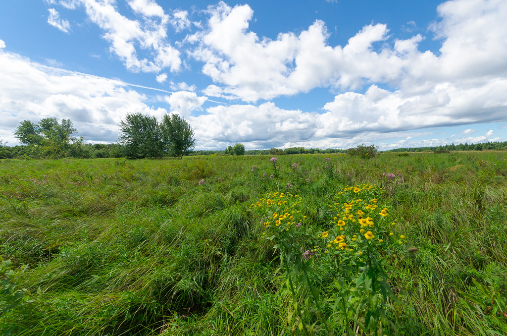 Wet Prairie White River Prairie/Tamaracks Wisconsin State … Flickr