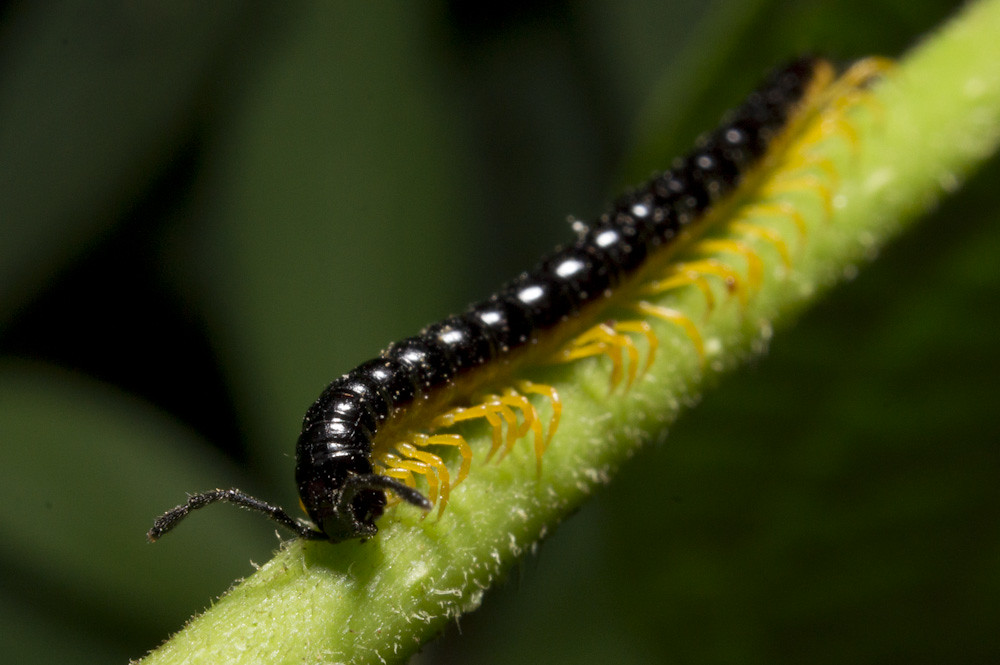 Embuá ou Gongolo (Classe Diplopoda, Order Polydesmida) Flickr