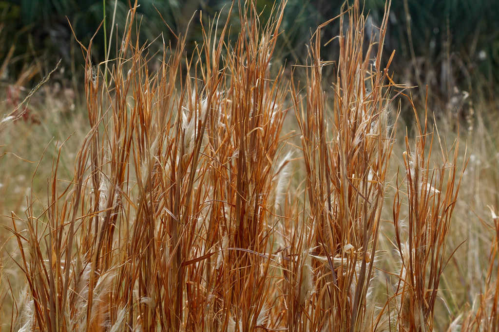 Bunchgrass, best guess Andropogon virginicus (broomsedge) Flickr