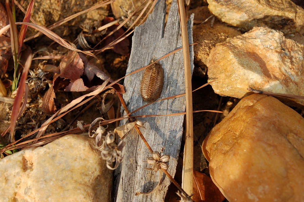 Praying mantis egg case on driftwood Older image J. Michael Raby