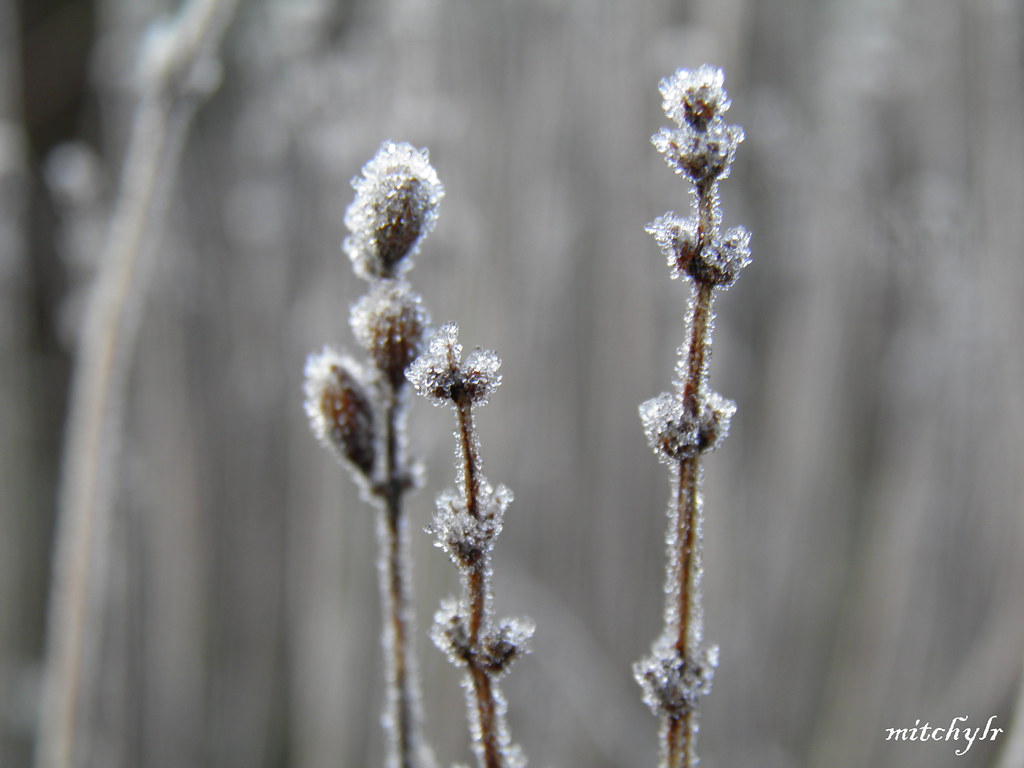 Lavender Frost 2 MitchyLR Flickr