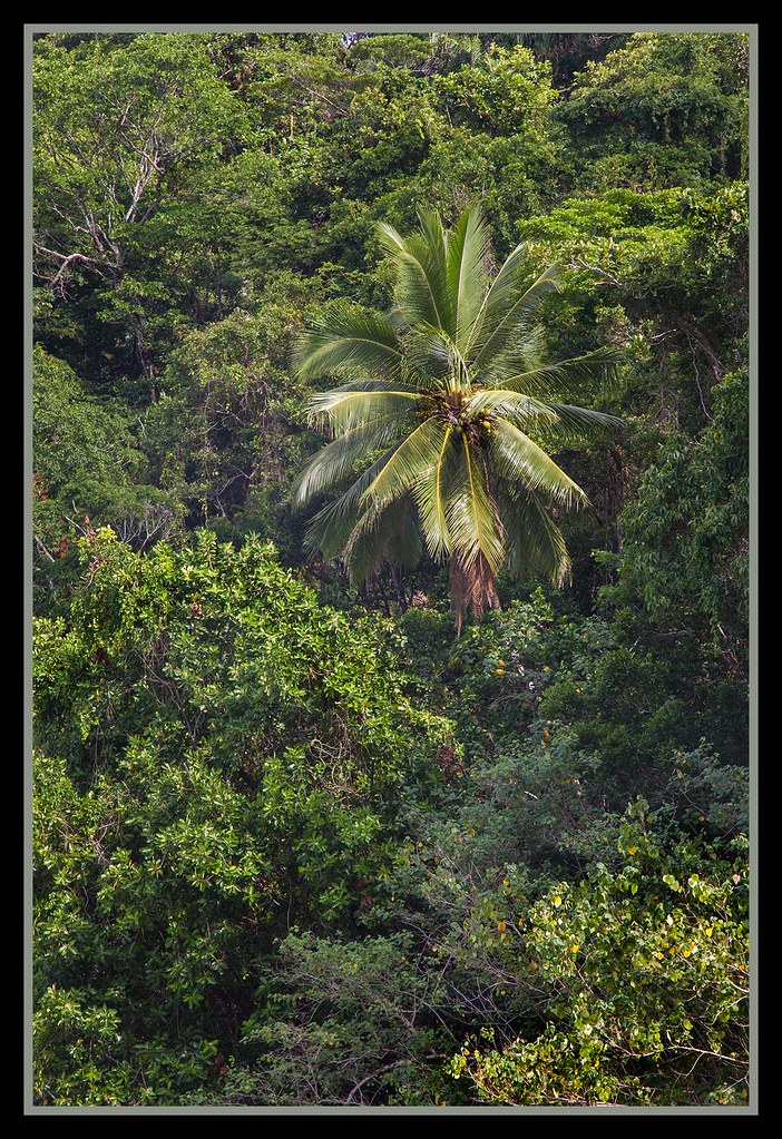 Coconut Tree in Rainforest1= Coconut Tree in Rainforest Flickr