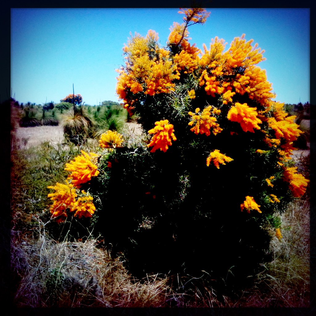 Western Australian native Christmas tree, only flowers dur… Flickr