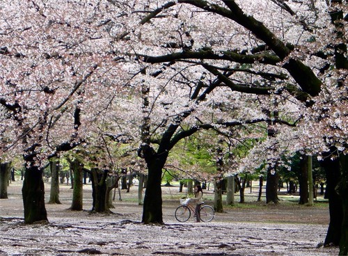 Gambar-Pemandangan-Bunga-Sakura-Foto-Pemandangan-Bunga-Sak… | Flickr 368_X_500_jpg