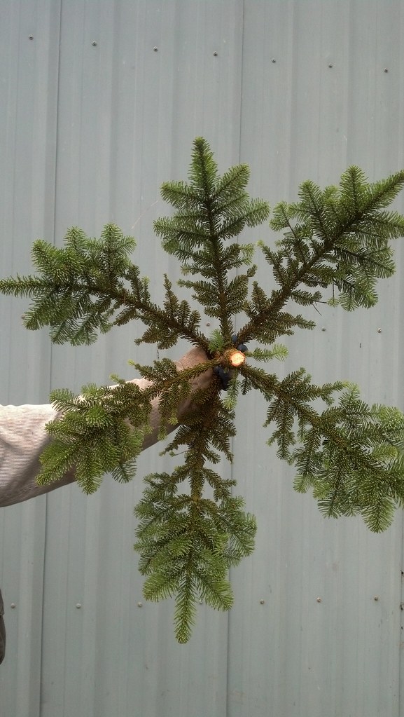 noble fir stars noble fir stars ZCallas & Oregon Coastal Flowers Flickr
