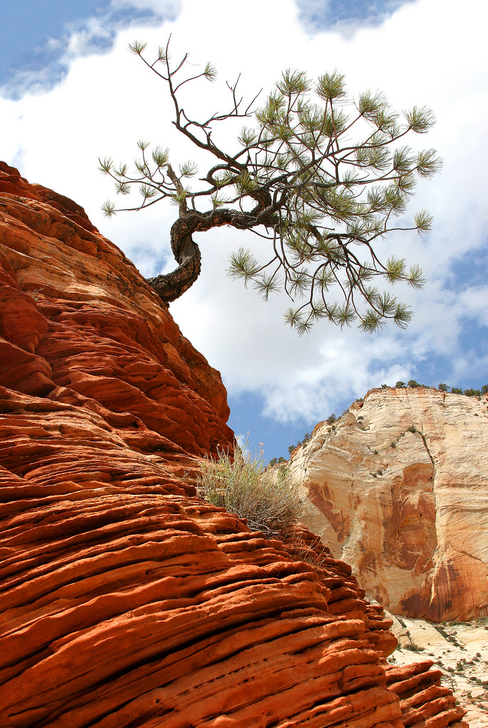 Zion Leaning Tree A small tree in Zion National Park in so… Flickr