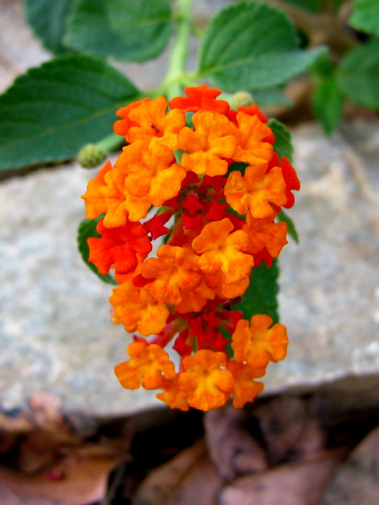 Orange flowers A cluster of beautiful little orange flower… Flickr