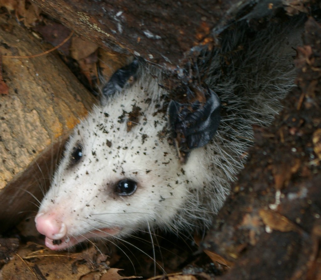 Backyard opossum Well, look what I found sleeping in my fi… Flickr