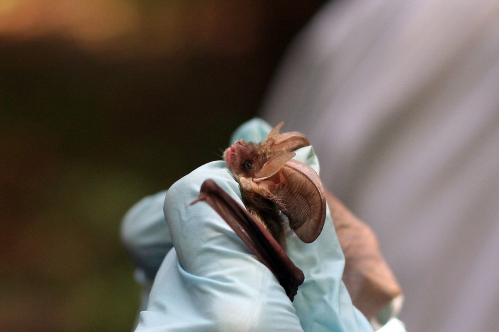 Bat in the Hand Bat being processed by a field worker. We … Flickr