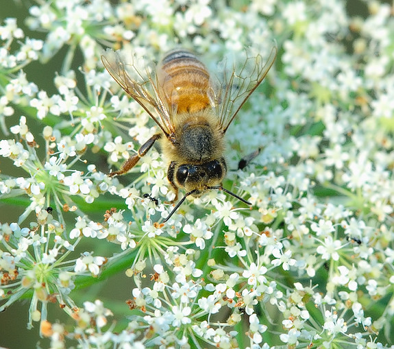 Honey Bee on Wild Carrot Pennypack Park, Philadelphia, PA,… Flickr
