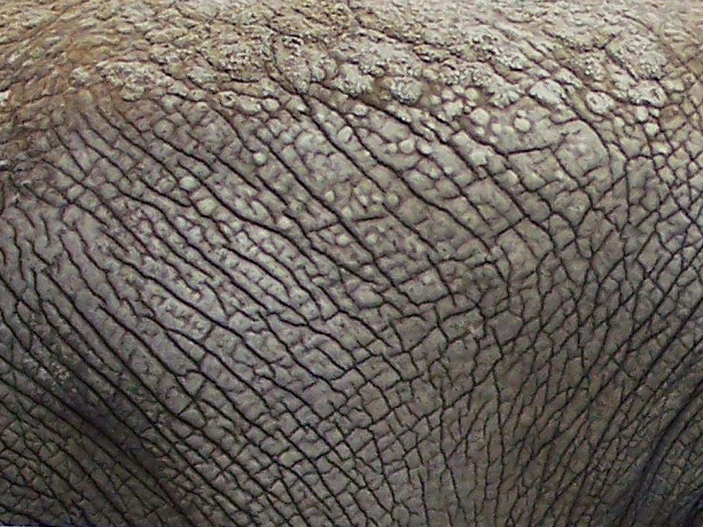 100_5025 Elephant Skin Daniel Orth Flickr