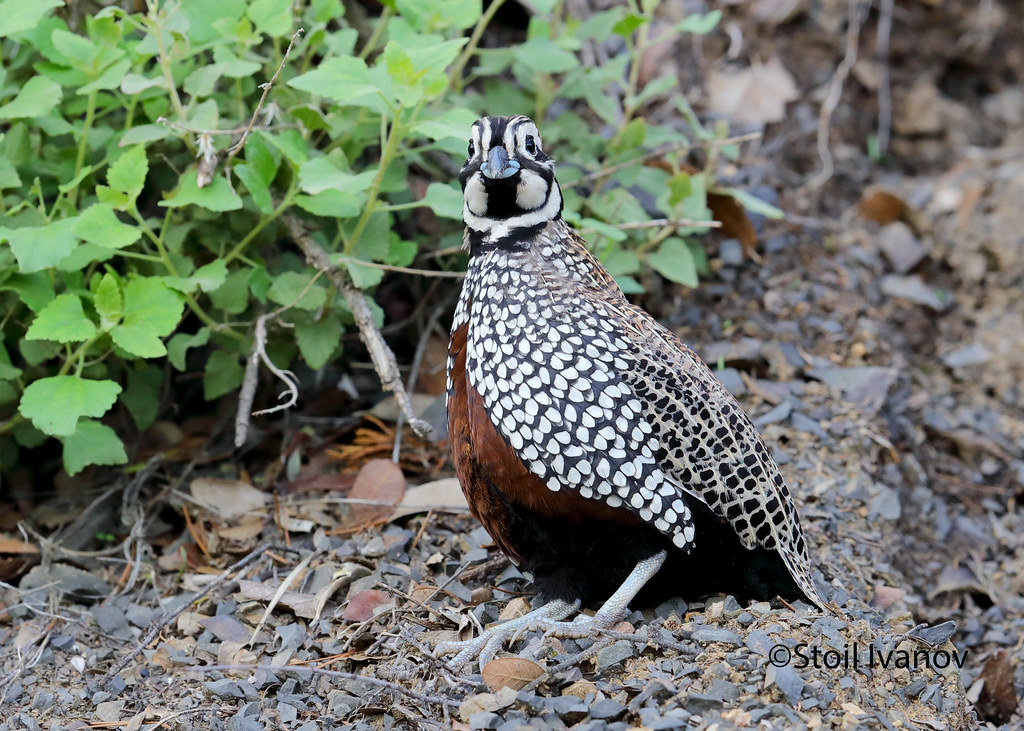Montezuma quail Cyrtonyx montezumae Montezuma quail male… Flickr