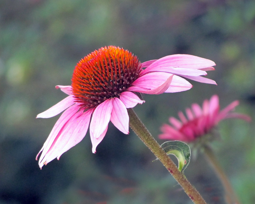 Simply Pink Purple Coneflower Nancy Chow Flickr