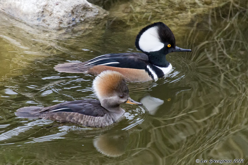 Hooded Merganser Floatby Iron Horse Trail, Dublin, CA. I h… Flickr
