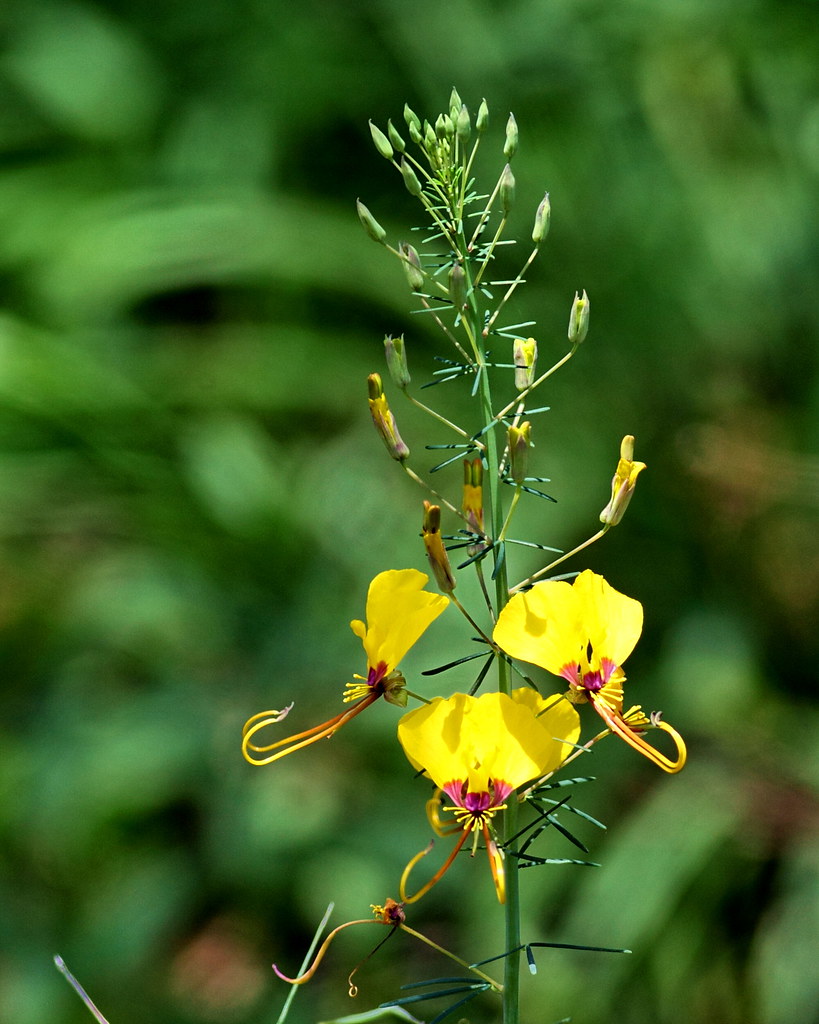 Yellow cleome The flower's structure of this herb reminds … Flickr