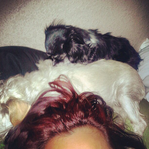 I'm sick in bed and my dogs won't leave my side they have … Flickr