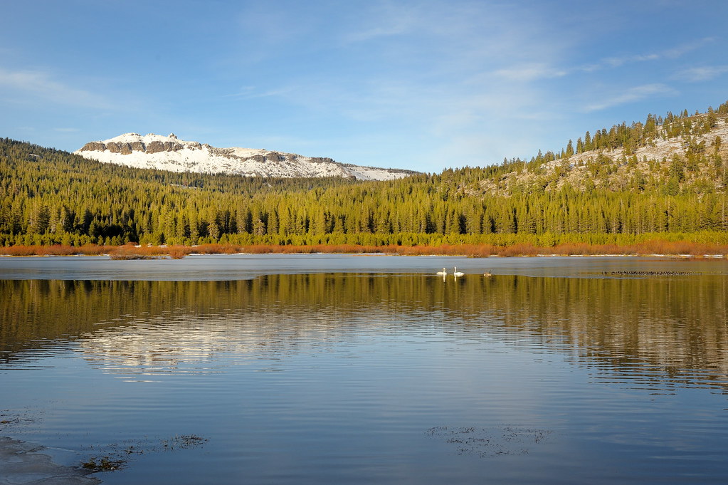 Whistling Swans on Van Norden Lake05 112312 Lamson Flickr