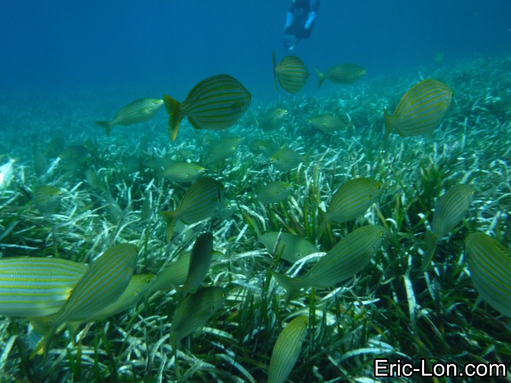 snorkeling at Port Cros Island French National Park (62) Flickr