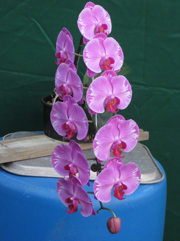 Dtps. Ching Hau Fair Red Flash 60 4 Steve Flickr