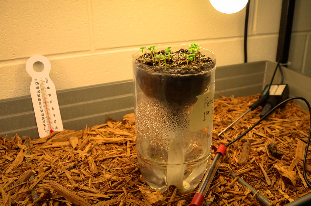 Fast Plant Growth Study Jeff Peterson Flickr