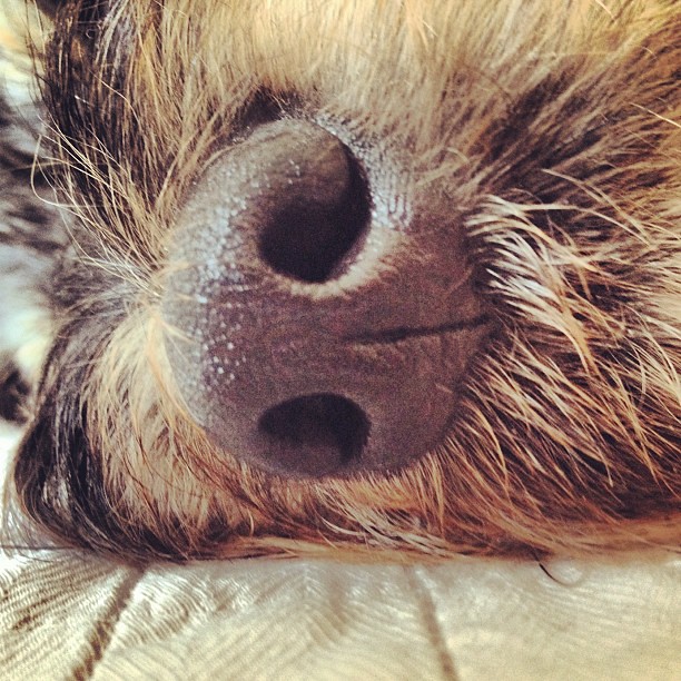 Cold nose nariz nose dog cachorro cao dog viralata