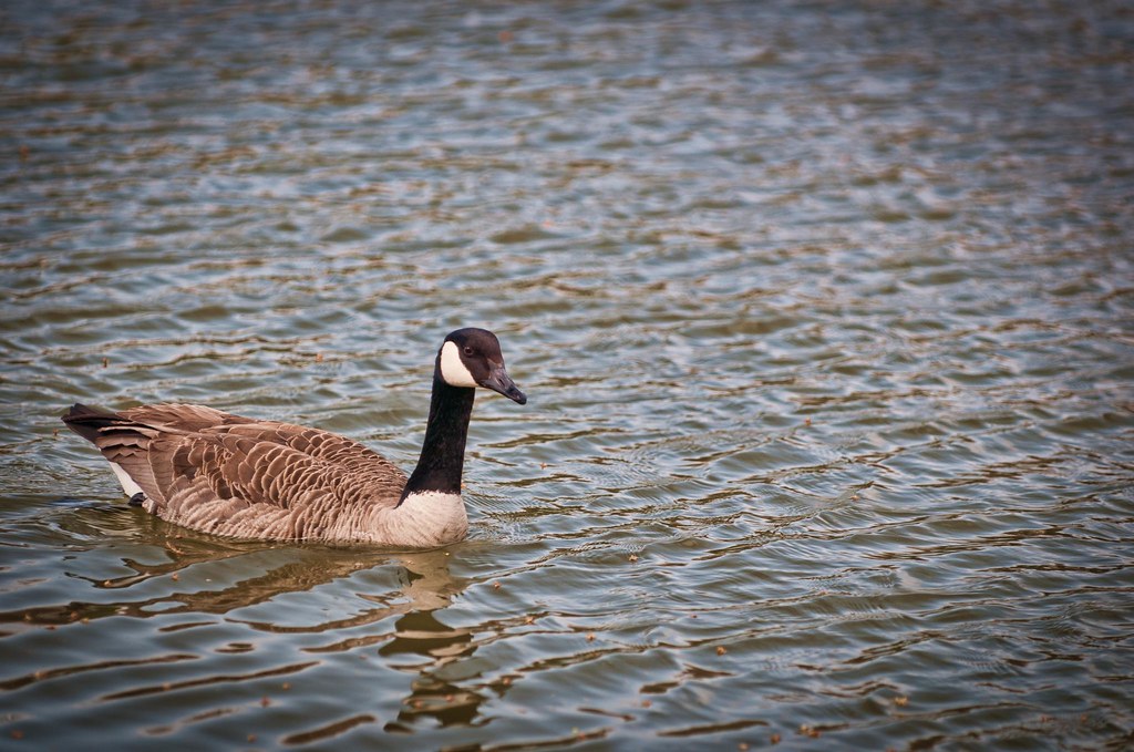 Chicago Duck Michael Siward Flickr