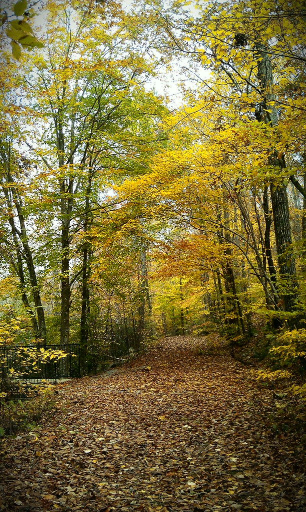 Fall pictures Pictures taken on Dunnavant Valley Greenway.… Flickr