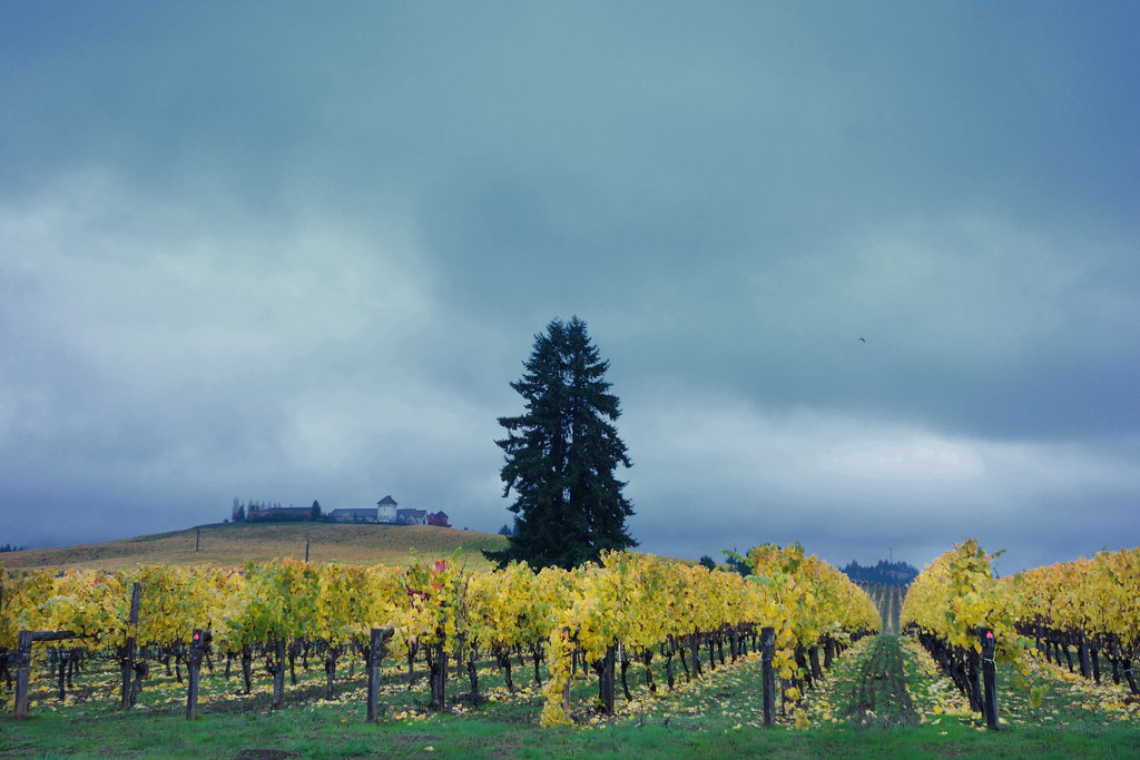 King Estate Winery SERIES Crow, Oregon drburtoni Flickr