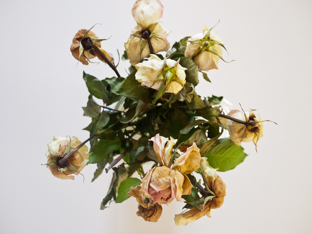 Dried Yellow Roses a photo on Flickriver