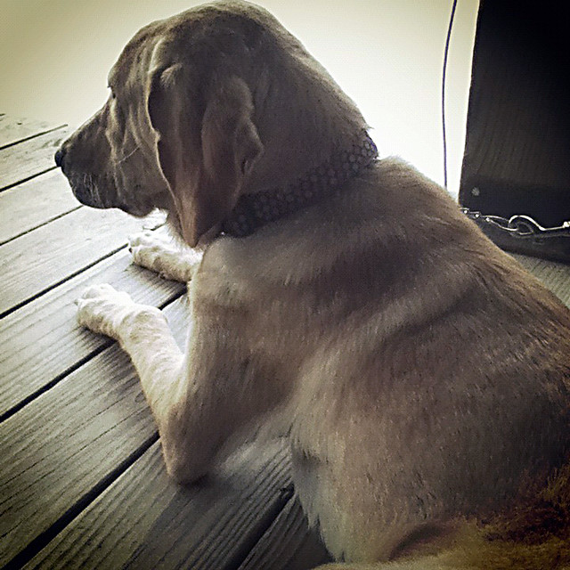 Macy_2a Yellow lab/basset hound mix RescueMe Foundation Flickr