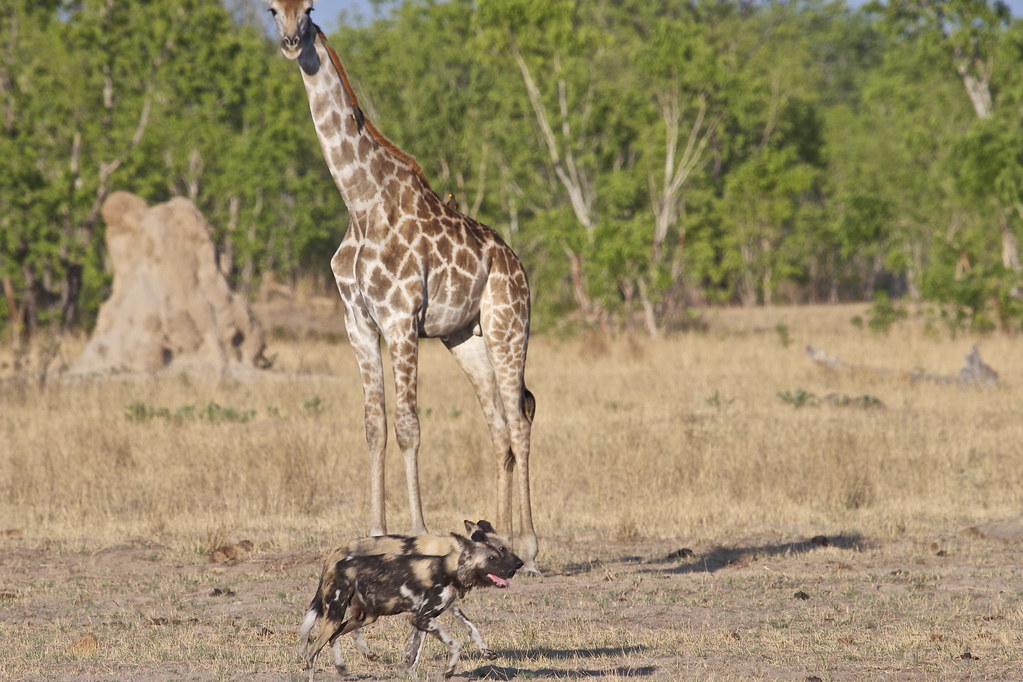 Wild Dogs & Giraffe in Hwange. paulafrenchp Flickr