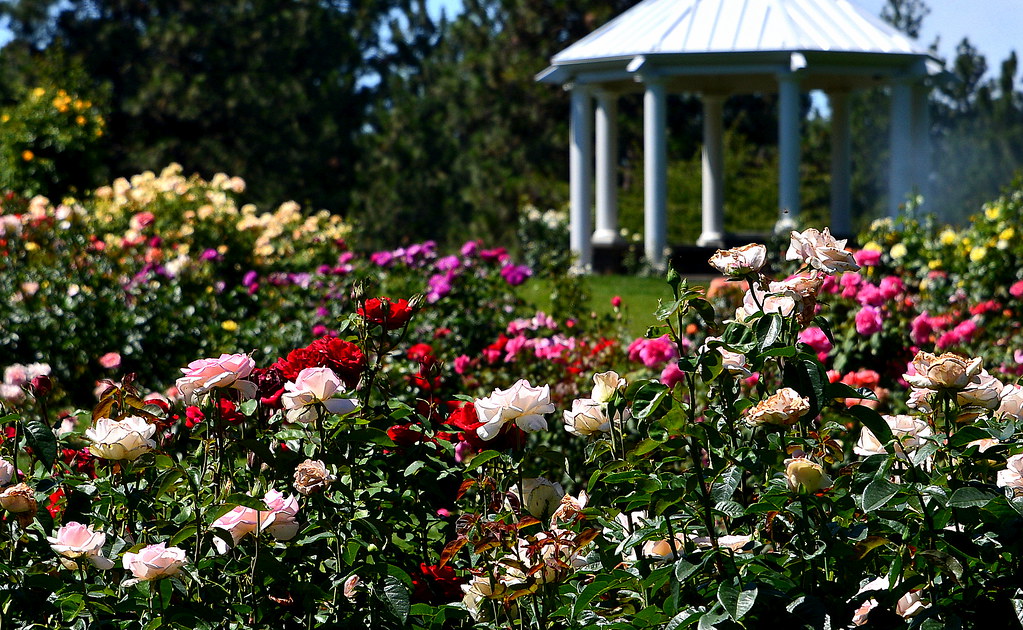 Rose Hill Rose Hill, Manito Park, Spokane WA Keith Ewing Flickr