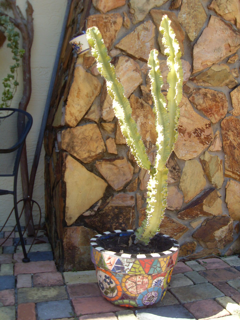 Big Mosaic Pot With golden candelabra cactus finally in it