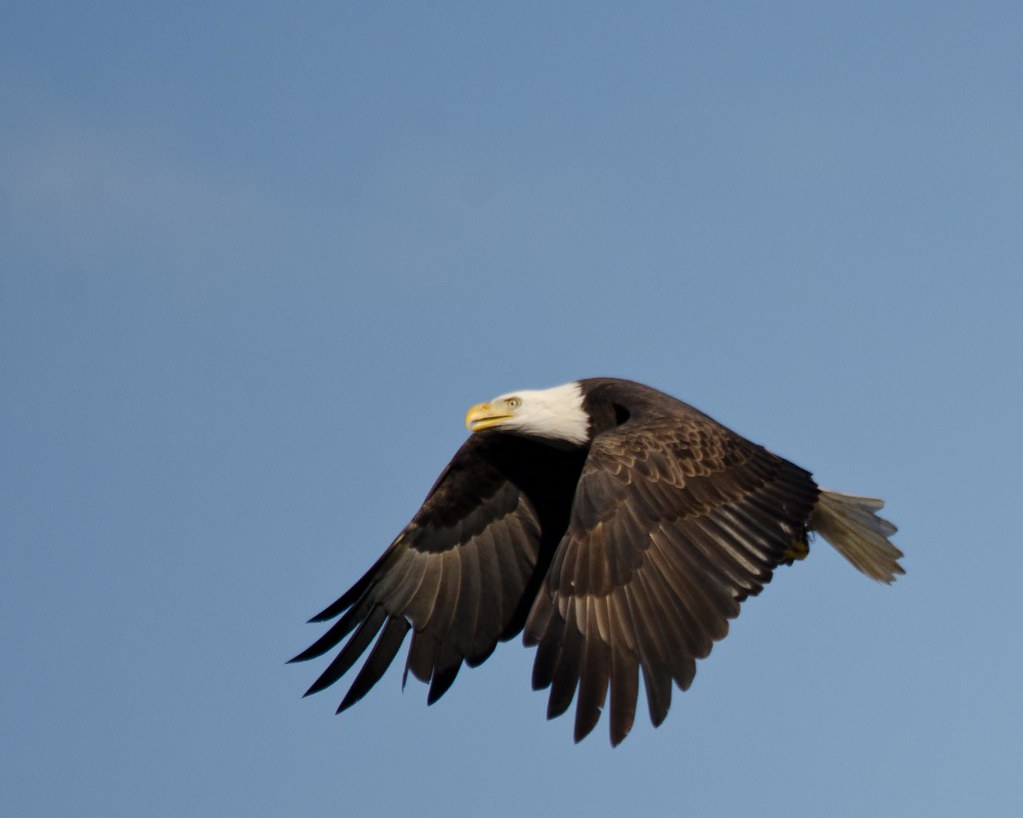 Wings Down Conowingo Dam, Darlington, Md. Tom Sangemino Flickr